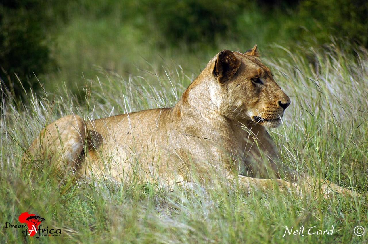 Dream Of Africa Bush