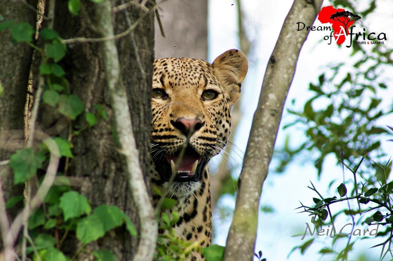 Lodge Dream Of Africa Bush Marloth Park