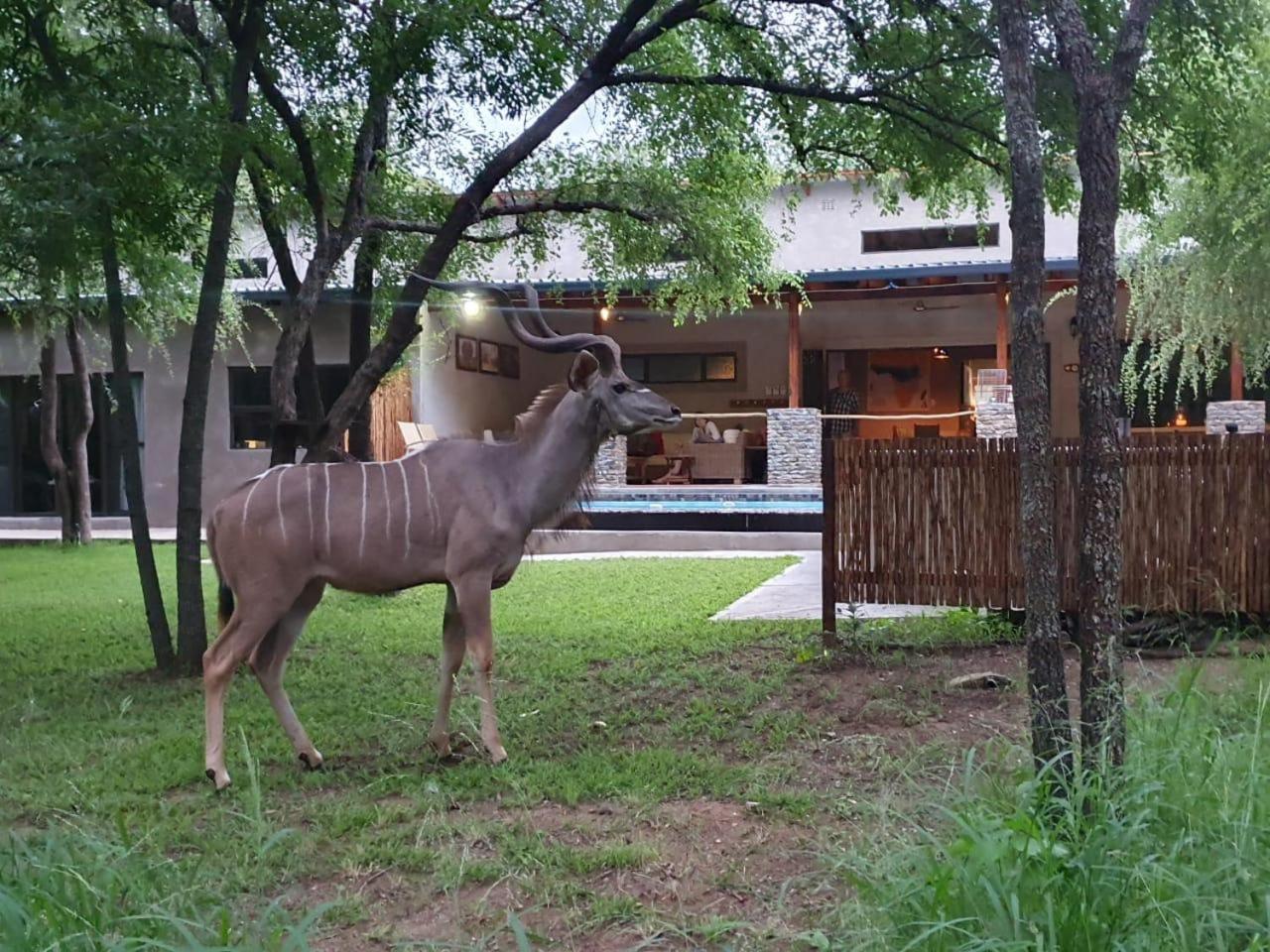 Lodge Dream Of Africa Bush Marloth Park