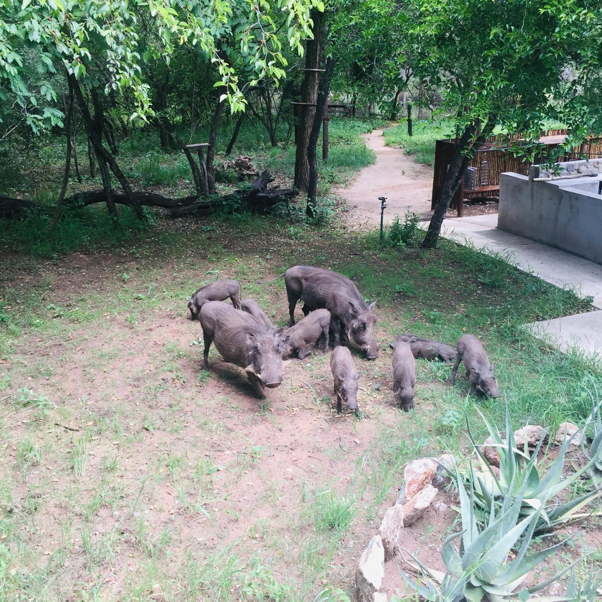 Lodge Dream Of Africa Bush Marloth Park